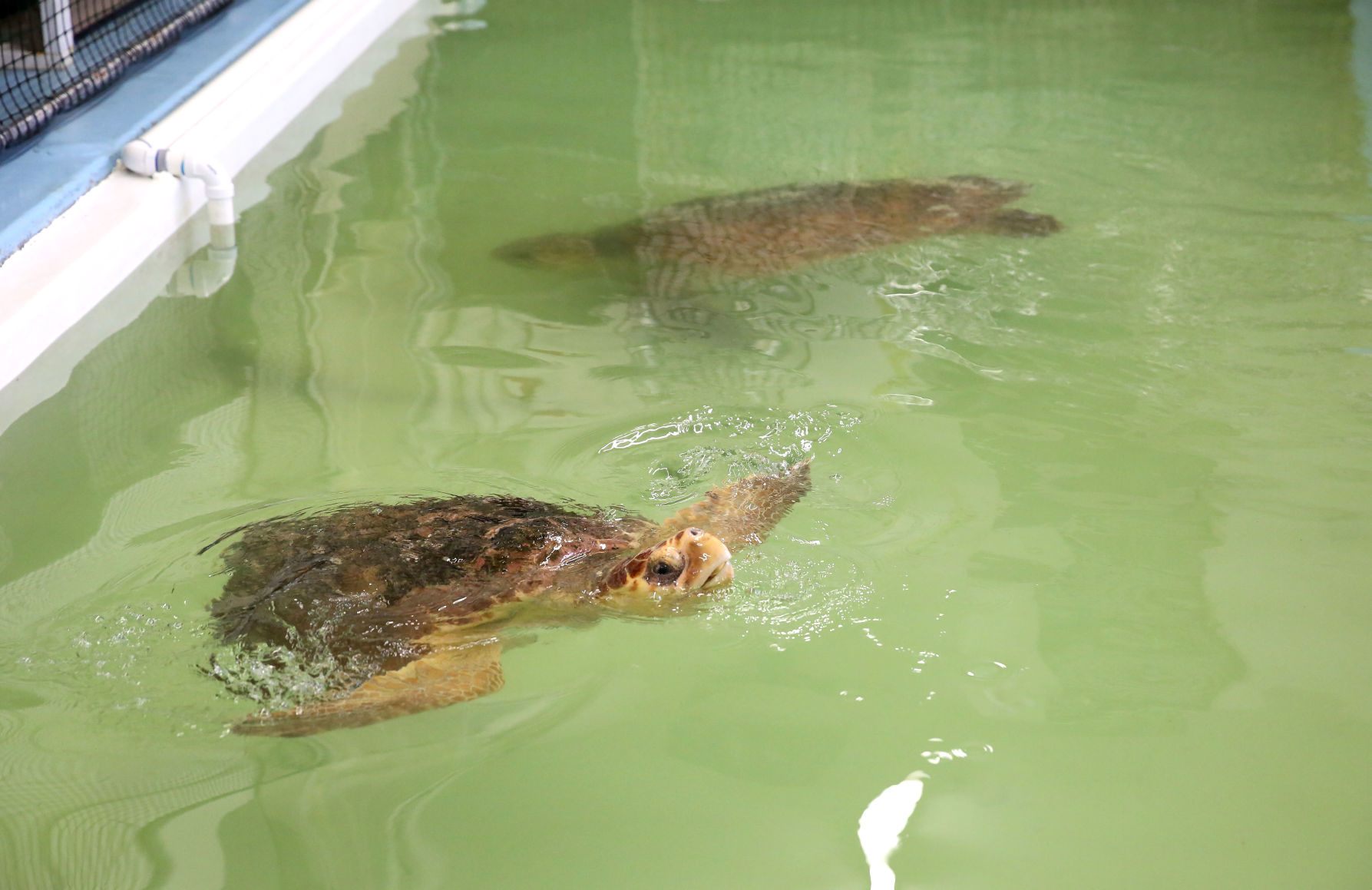 Loggerheads